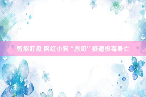 智能盯盘 网红小狗“彪哥”疑遭投毒身亡